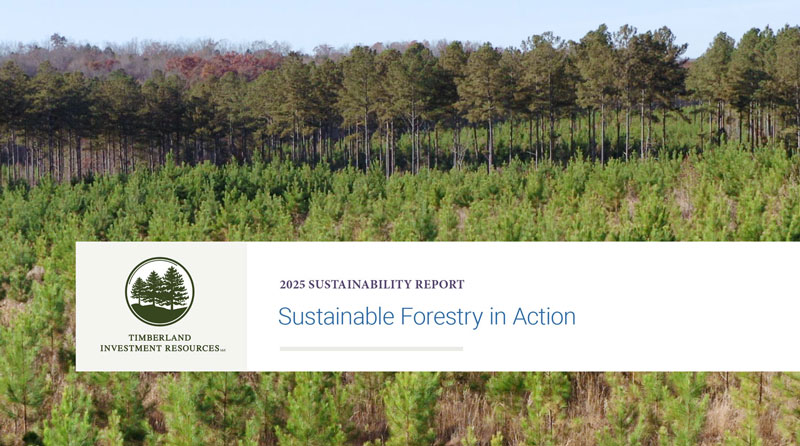 Thumbnail image of the cover of TIR's 2025 report, with a stand of young pine trees in the foreground and mature pines in the background.