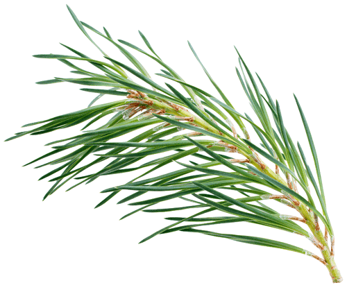 pine