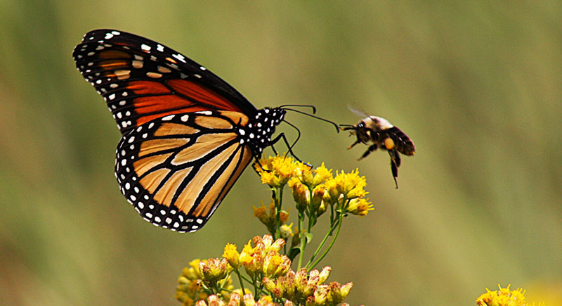 Winged Biodiversity A monarch butterfly and bee hovering around a yellow flower.