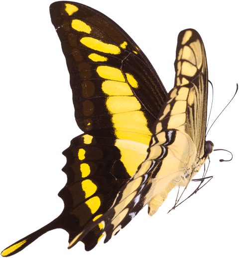 butterfly